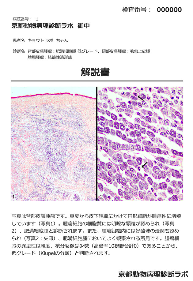 解説書 サンプル